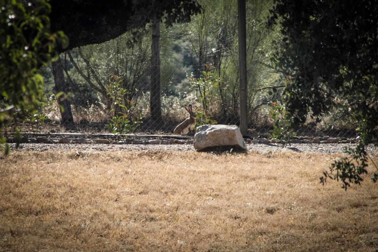 La Encina Guapa Casa Rural 20,000M2 De Intimidad Βίλα La Iglesuela Εξωτερικό φωτογραφία